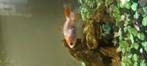 sluierstaart goudvissen, Dieren en Toebehoren, Vissen | Aquariumvissen, Vis, Zoetwatervis