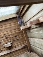 Te koop rode sierduif, Dieren en Toebehoren, Vogels | Duiven, Meerdere dieren, Overige soorten