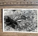 100%orig wo2 foto duits granaat zie waarschuwings bordje top, Ophalen of Verzenden, Duitsland