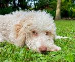 Lagotto Romagnolo × Bordercollie/Australian Shepherd pups, Dieren en Toebehoren, Rabiës (hondsdolheid), Overige rassen, 8 tot 15 weken