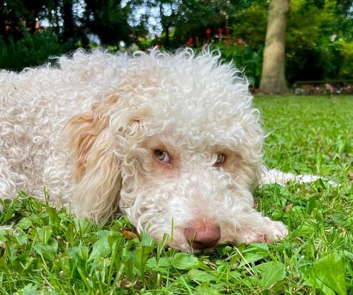 Lagotto Romagnolo × Bordercollie/Australian Shepherd pups, Dieren en Toebehoren, Honden | Retrievers, Spaniëls en Waterhonden