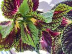 Siernetel / coleus, Ophalen, Overige soorten, Volle zon, Minder dan 100 cm