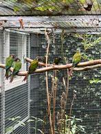 pyrrhura leucotis edge, laatste koppel!, Dieren en Toebehoren, Vogels | Parkieten en Papegaaien, Meerdere dieren, Parkiet, Geringd