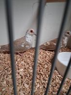 Mooi koppeltje bruinbonte diamantduifjes