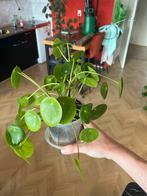 Pannenkoekenplant, Overige soorten, Vaste plant, Ophalen of Verzenden, Bloeit niet