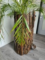 Palm in boomstam, Palm, In pot, 150 tot 200 cm, Groene kamerplant