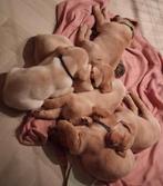 Prachtige blond en donker blond labrador pups vader foxred, Dieren en Toebehoren, Labrador retriever, Meerdere, Meerdere dieren