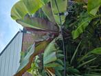 Ensete maurelli bananen plant, Overige soorten, 100 tot 250 cm, Zomer, Ophalen