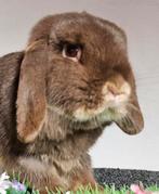 Lieve Abby herplaatser verdient gouden huisje, Dieren en Toebehoren, Konijnen, Vrouwelijk, Dwerg, Hangoor, 0 tot 2 jaar