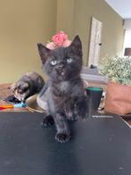 Lieve kittens, Dieren en Toebehoren, Katten en Kittens | Raskatten | Korthaar, Meerdere dieren, Ontwormd