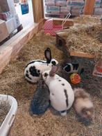 Twee groot lotharinger voedsters en een kleurdwergje., Dieren en Toebehoren, Augustus, Vrouwelijk, Overige typen