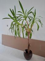 Yucca met pot., Ophalen, Halfschaduw, In pot, 150 tot 200 cm
