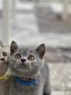 Britse Korthaar British Short Hair, Dieren en Toebehoren, Katten en Kittens | Raskatten | Korthaar, Meerdere dieren, Ontwormd
