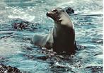 Zeehond., Verzenden, 1980 tot heden, Gelopen, Wild dier
