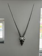 Antilope schedel wanddecoratie, Ophalen of Verzenden, Zo goed als nieuw
