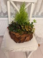 Dennenboom en bloem, Minder dan 30 cm, Rond, Ophalen of Verzenden, Zo goed als nieuw