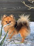 Pomeriaan, Dieren en Toebehoren, Parvo, 15 weken tot 1 jaar, Eén hond, Nederland