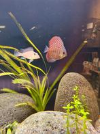 Red Alenquer discus vissen, Vis, Zoetwatervis