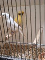 Ressecief witte kanaries, Dieren en Toebehoren, Vogels | Kanaries, Meerdere dieren, Kleurkanarie