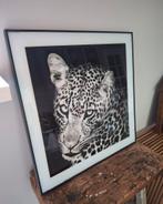 Fotoplaat luipaard 50 x 50 cm., Huis en Inrichting, Ophalen, 50 tot 75 cm, Zo goed als nieuw, Schilderij
