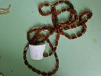 ketting Nigerian coral or red, Sieraden, Tassen en Uiterlijk, Antieke sieraden, Ophalen of Verzenden, Overige materialen, Ketting