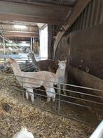 Alpaca's, Dieren en Toebehoren, Mannelijk, Schaap