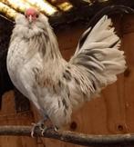 Antwerpse baardkrielen, Dieren en Toebehoren, Pluimvee, Mannelijk, Kip