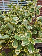 Euonymus Japonica - Japanse Kardinaalsmuts, Tuin en Terras, Planten | Bomen, Ophalen, Zomer, Volle zon