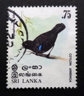 Sri Lanka - vogel - Myophonus blighi - Ceylon Arrenga beschikbaar voor biedingen
