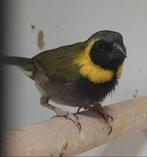 Cubavink klein, Dieren en Toebehoren, Vogels | Overige Vogels, Mannelijk