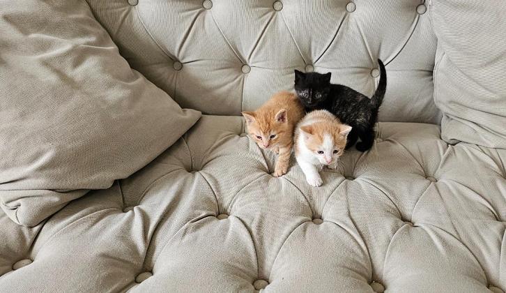 Prachtige kittens! | Europese korthaar| zwart |5 weken oud, Dieren en Toebehoren, Katten en Kittens | Raskatten | Korthaar, Meerdere dieren