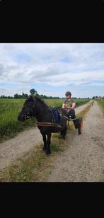 Groom/aanspanning paardenvierdaagse, Ophalen