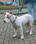 Amerikaanse xl bully reu, 15 weken tot 1 jaar, CDV (hondenziekte), Eén hond, Nederland