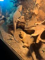 Baardagaam man en vrouw, Dieren en Toebehoren, Hagedis, Tam, 3 tot 6 jaar