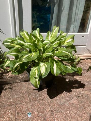 Hosta / tuinplanten  beschikbaar voor biedingen