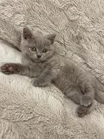 Britse korthaar kiten, Dieren en Toebehoren, Katten en Kittens | Raskatten | Korthaar, Poes, Ontwormd, 0 tot 2 jaar