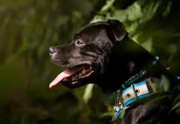 Dekreu Staffordshire Bull Terrier Engelse Stafford beschikbaar voor biedingen