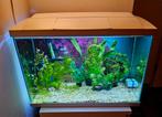 Mooi Aquarium 60x40x30cm, Dieren en Toebehoren, Vissen | Aquaria en Toebehoren, Ophalen, Zo goed als nieuw, Gevuld zoetwateraquarium