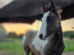 Super knappe bonte tinker hengst veulen, Dieren en Toebehoren, 0 tot 2 jaar, Hengst, Gechipt, Onbeleerd