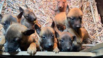 Mechelse herder pups nog 2 reutjes beschikbaar voor biedingen