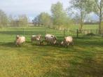 clun forest schapen met lammeren, Schaap, Vrouwelijk, 3 tot 5 jaar