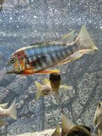 Simochromis diagramma Izinga  Tanganyika, Dieren en Toebehoren, Vis, Zoetwatervis, Schoolvis
