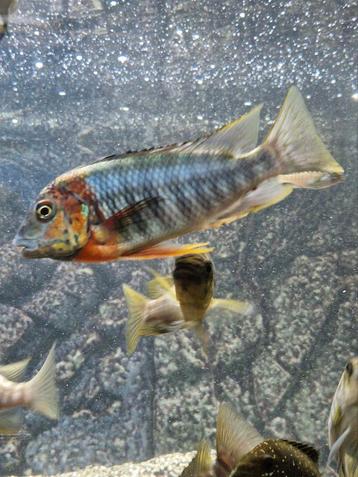 Simochromis diagramma Izinga  Tanganyika  beschikbaar voor biedingen