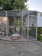 Gezocht Princess of Wales parkieten dames wit, Dieren en Toebehoren, Vogels | Parkieten en Papegaaien, Meerdere dieren, Parkiet