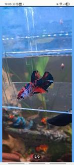 Uniek Kweekkoppel: Betta Koi Plakat (zeldzaam), Vis