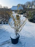 Toverhazelaar 'Arnold Promise' in pot, Tuin en Terras, Planten | Bomen, Winter, Halfschaduw, Overige soorten, 100 tot 250 cm