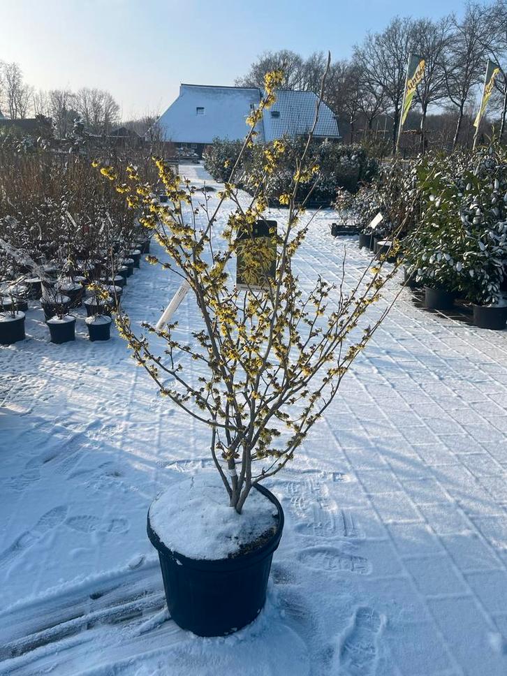 Toverhazelaar 'Arnold Promise' in pot, Tuin en Terras, Planten | Bomen, Overige soorten, 100 tot 250 cm, Halfschaduw, Winter, In pot