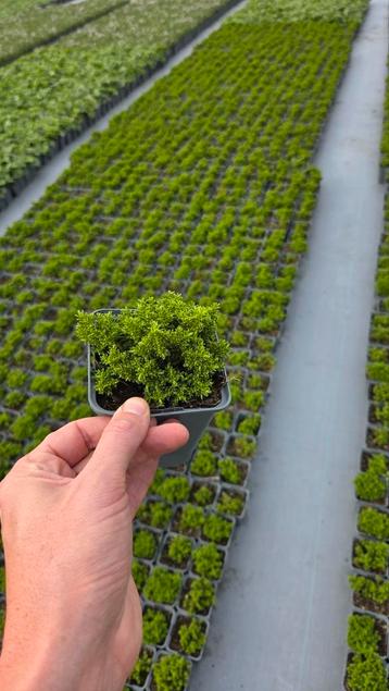 Hebe Emerald Green - vaste plant 9cm pot  beschikbaar voor biedingen