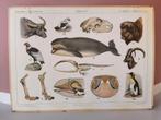Vintage schoolplaat Karpaten / Australische dierenwereld, Ophalen, Natuur en Biologie