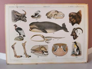 Vintage schoolplaat Karpaten / Australische dierenwereld beschikbaar voor biedingen